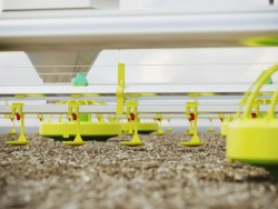 Parent Stock Floor Equipment for Breeding Chickens (TNR)