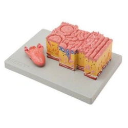 Anatomical Language Model with Detailed Tissue Enlargement 17208