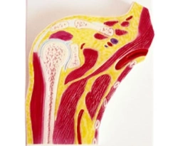 Shoulder Joint Model, 11202