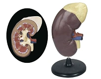 Anatomical Kidney and Adrenal Gland Model, 2 Parts U4006/14006-2