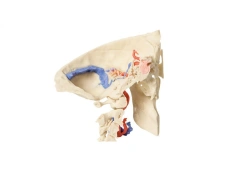 Advanced Temporal Bone Model for Anatomy Study, 11119
