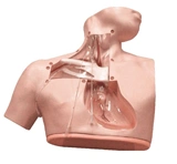 Anatomical Model for Parenteral Nutrition Care 72