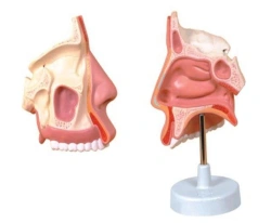 Nasal, Oral, and Laryngeal Cavity Model 13001