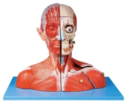 Head and Neck Model with Blood Vessels, Nerves, and Brain - 18212