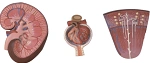 Kidney Structure Model with Nephron and Glomerulus, ROST-14007