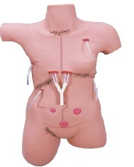 Surgical Practice Mannequin with Various Postoperative Sutures and Stomas, LV18