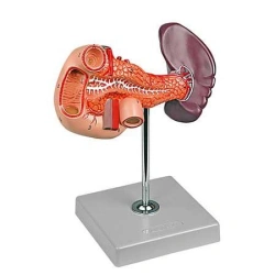 Human Digestive System Model: Pancreas, Spleen, Duodenum (12004-2/D2004)