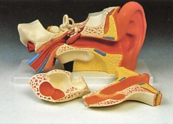 Human Ear Anatomy Model 6 Parts, 17201-1