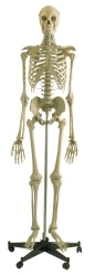 Human Skeleton Model 180 cm (Male) SK1101-1
