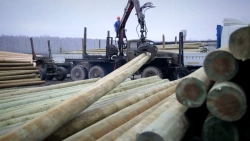 Wooden Support Elements for Overhead Power Lines 0.4-35 kV, 10m Length, Antiseptic Treatment (Type CCA)