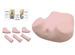 Douglas Space Puncture Trainer for Gynecological Procedures F51/GP6655