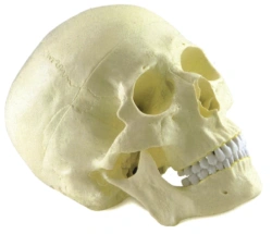 Skull Model