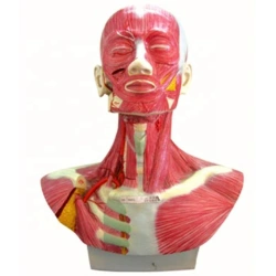 Human Head and Neck Model with External Carotid Artery, 18230