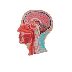 Anatomical Model of Head and Neck Cross-Section, 30001