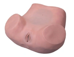 Gynecological Examination Model, 6