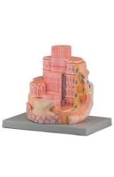 Enlarged Skeletal Muscle Structure Model 18003