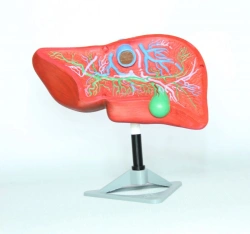 Human Liver Model, ROST/12008