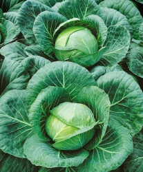 White Cabbage - Fresh and Crisp