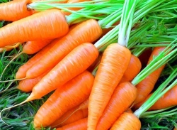 Fresh Carrot - 10 to 15 cm Length, 150-200g Weight