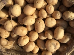 Late Harvest Table Potatoes - High Quality Edible Variety