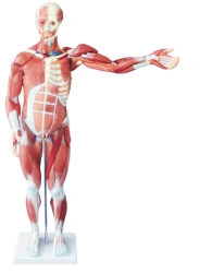 Male Human Muscle Model, 80 cm, 27 Parts, T1010