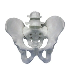 Pelvis Model