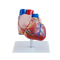 Heart model