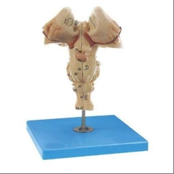 Enlarged Brain Stem Model for Educational Purposes, 18215-1