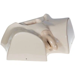Male Perineum Phantom for Bladder Catheterization ZK-11