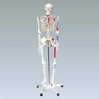 Anatomical Skeleton Model with Muscles, 168 cm, 1302-2