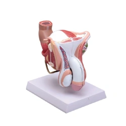 Male Reproductive Organ Model, D5