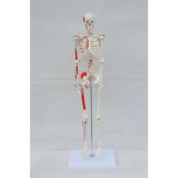 Human Skeleton Model with Muscle Attachment Points, 180 cm, 11102-2