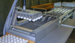 Automatic Egg Weighing and Sorting Equipment MS9-24