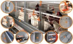 Parent Stock Layer Chicken Equipment with Ventilated Manure Belt, Model EV-P 1250