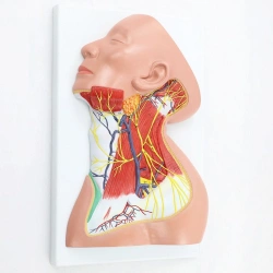 Human Neck Anatomy Model, 18229