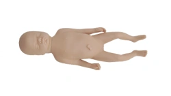 Anatomical Fetal Skull Model (30 Weeks) PS6605