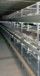 Professional Poultry Equipment for Raising Replacement Young Stock, Model UV-S 680A