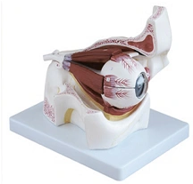 Anatomical Eye Model (6:1), Art. S7104
