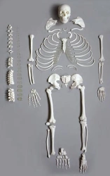 Life-Size Human Skeleton Model, 11103