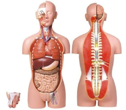 Life-Size Human Torso Model Unisex 85 cm, 27 Parts, 10003A