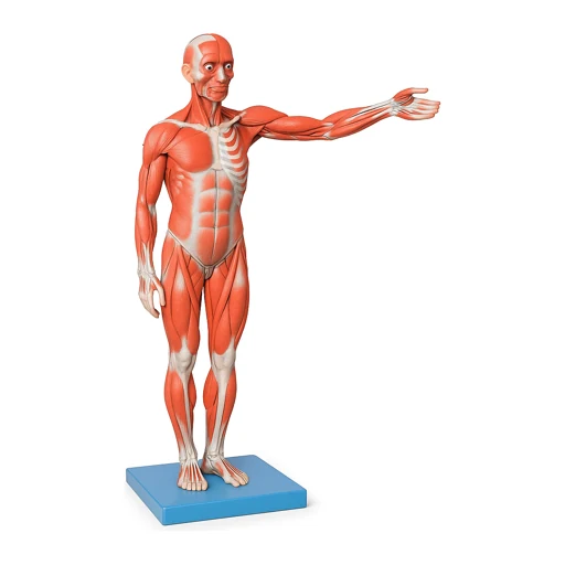 Internal Organ & Body System Models