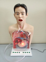 Stomach Washing Simulator for Training, Model ROST-A2