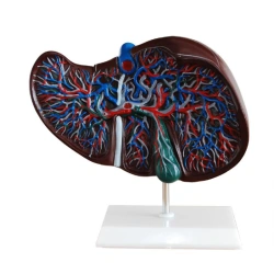 Liver Model