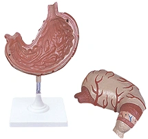 Stomach Model