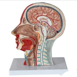 Human Brain Anatomy Demonstration Model of Systole, Diastole, Open and Closed Valves, 8202