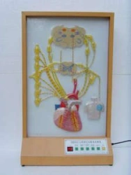 Human Heart Innervation Model 16009