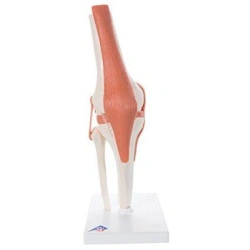 Anatomical Model of the Knee Joint for Educational Purposes 11206
