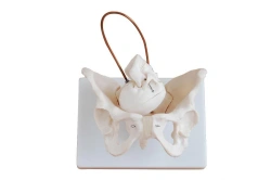 Female Pelvis Model with Infant Skull GP6616