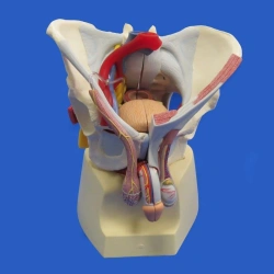 Male pelvis model