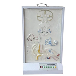 Functional Model of Auditory Conductivity 18218